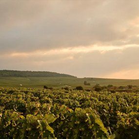 731138_CHAMPAGNE-AR-LENOBLE_BILD_2.JPG
